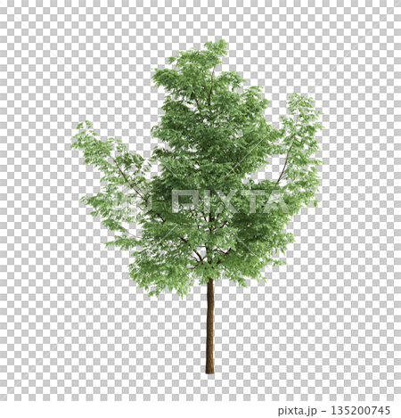 Robinia pseudoacacia trees 3d illustration on transparent background 135200745