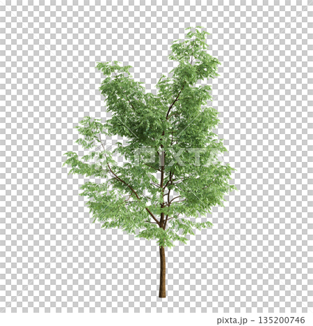 Robinia pseudoacacia trees 3d illustration on transparent background 135200746
