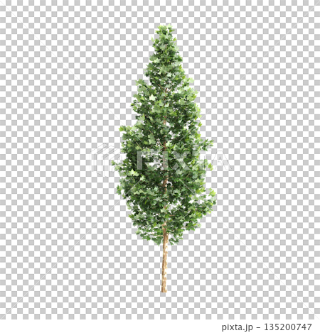 Platanus acerifolia Willd trees 3d illustration on transparent background Platanus acerifolia Willd trees 3d illustration on transparent background 135200747