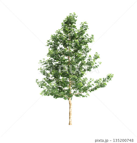 Platanus acerifolia Willd trees 3d illustration on transparent background 135200748