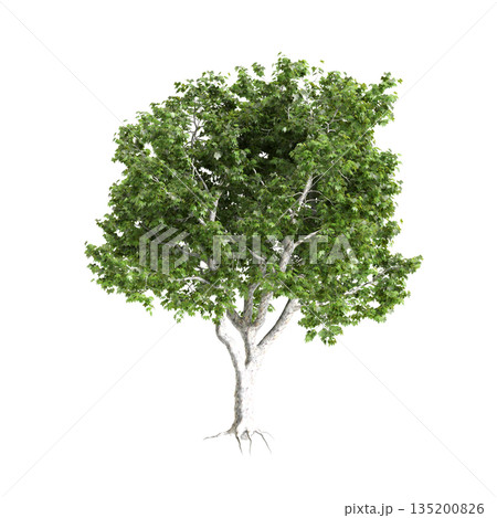 Platanus acerifolia Willd trees 3d illustration on transparent background 135200826
