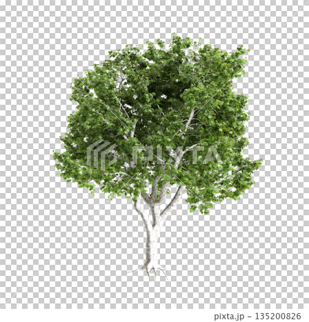 Platanus acerifolia Willd trees 3d illustration on transparent background 135200826