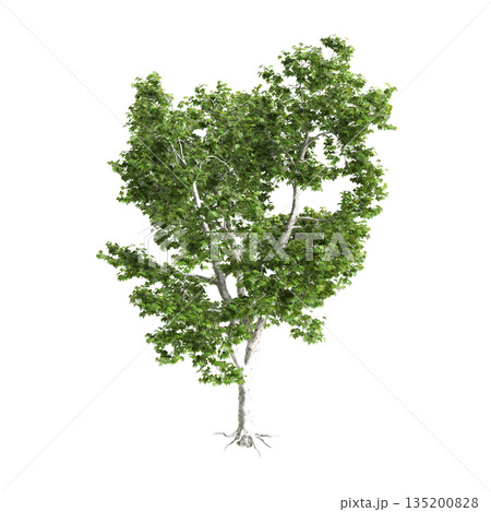 Platanus acerifolia Willd trees 3d illustration on transparent background 135200828