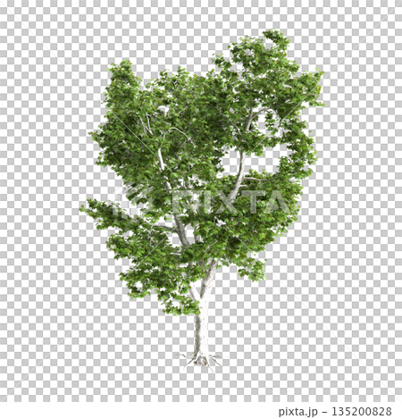 Platanus acerifolia Willd trees 3d illustration on transparent background 135200828