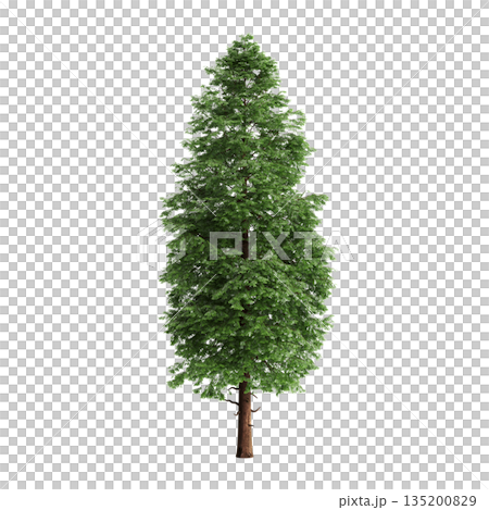 Pogonatherum crinitum bush plants 3d illustration on transparent background 135200829