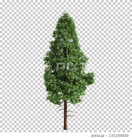 Pogonatherum crinitum bush plants 3d illustration on transparent background 135200830