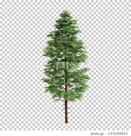 Pogonatherum crinitum bush plants 3d illustration on transparent background 135200831