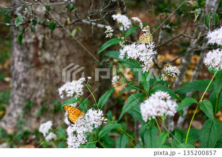 京都御苑　藤袴とツマグロヒョウモン 135200857