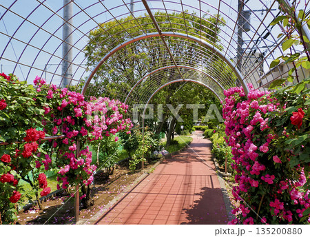 南行徳公園のバラ園・千葉県市川市 南行徳公園のバラ園・千葉県市川市 135200880