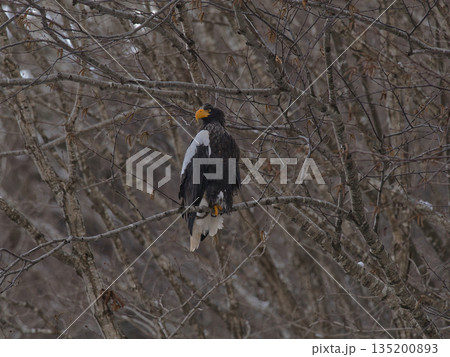 冬に渡ってきたオオワシ 135200893