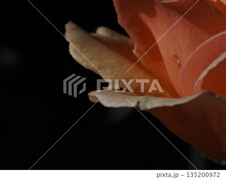 薔薇の花びらにある水滴をマクロ撮影しました 135200972