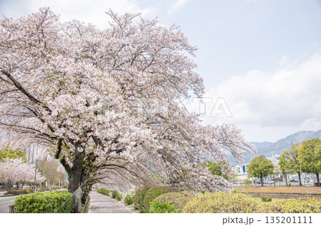 はだの 水無川沿いの桜 神奈川県秦野市 はだの 水無川沿いの桜 神奈川県秦野市 135201111