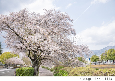 はだの　水無川沿いの桜　神奈川県秦野市 135201113
