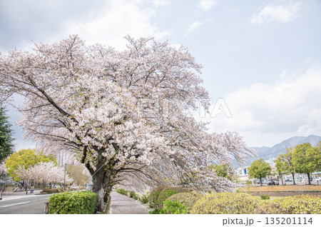 はだの　水無川沿いの桜　神奈川県秦野市 135201114