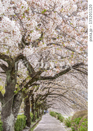 はだの　水無川沿いの桜　神奈川県秦野市 135201120