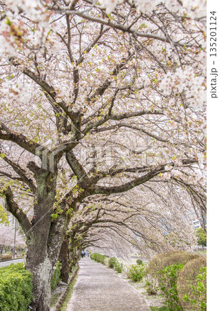はだの 水無川沿いの桜 神奈川県秦野市 はだの 水無川沿いの桜 神奈川県秦野市 135201124