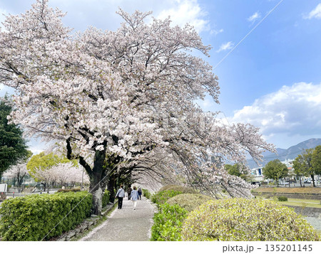 はだの　水無川沿いの桜　神奈川県秦野市 135201145