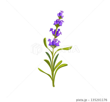 Lavender flower plant with purple blossoms and green leaves symbolizes aroma, spa and relaxation. Isolated cartoon vector garden plant, natural herb or twig for cosmetics, fragrance, oil, wellness Lavender flower plant with purple blossoms and green leaves symbolizes aroma, spa and relaxation. Isolated cartoon vector garden plant, natural herb or twig for cosmetics, fragrance, oil, wellness 135201176