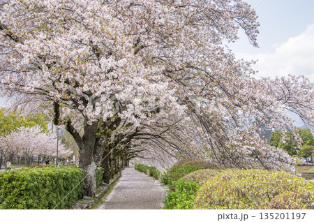 はだの 水無川沿いの桜 神奈川県秦野市 はだの 水無川沿いの桜 神奈川県秦野市 135201197