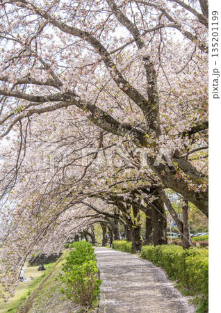はだの 水無川沿いの桜 神奈川県秦野市 はだの 水無川沿いの桜 神奈川県秦野市 135201199