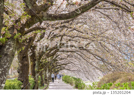 はだの　水無川沿いの桜　神奈川県秦野市 135201204