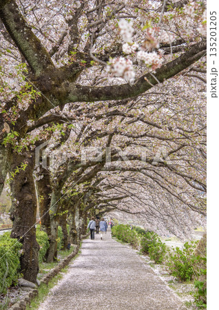 はだの　水無川沿いの桜　神奈川県秦野市 135201205