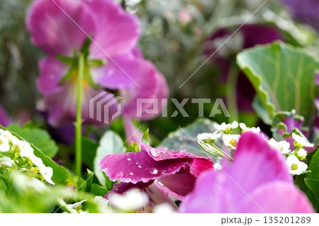 水滴をまとったパンジーの花びら 水滴をまとったパンジーの花びら 135201289