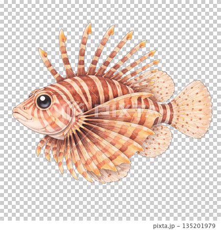 海の生き物】色鉛筆風のミノカサゴのイラストのイラスト素材