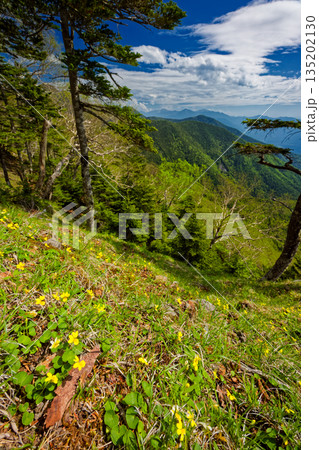八ケ岳連峰・御小屋尾根のスミレ群落と南アルプスの山並み 135202130