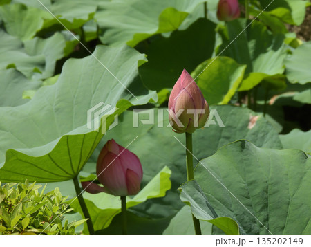 東本願寺 淀姫(蓮の花) 東本願寺 淀姫(蓮の花) 135202149