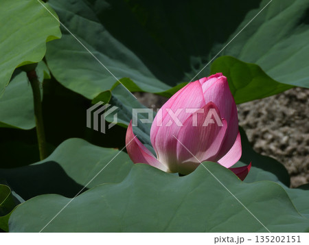 東本願寺　淀姫（蓮の花） 135202151