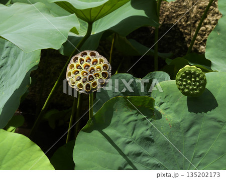 東本願寺　淀姫（蓮の花） 135202173