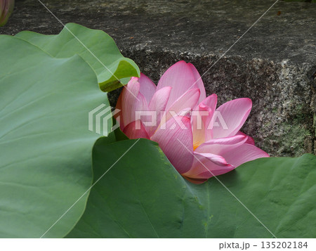 東本願寺 淀姫(蓮の花) 東本願寺 淀姫(蓮の花) 135202184