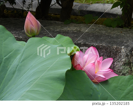 東本願寺 淀姫(蓮の花) 東本願寺 淀姫(蓮の花) 135202185