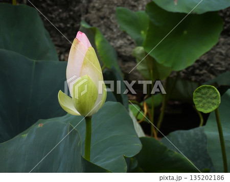 東本願寺 淀姫(蓮の花) 東本願寺 淀姫(蓮の花) 135202186