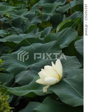 東本願寺　淀姫（蓮の花） 135202197