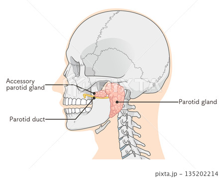 耳下腺のイラストparotid gland illustration 135202214