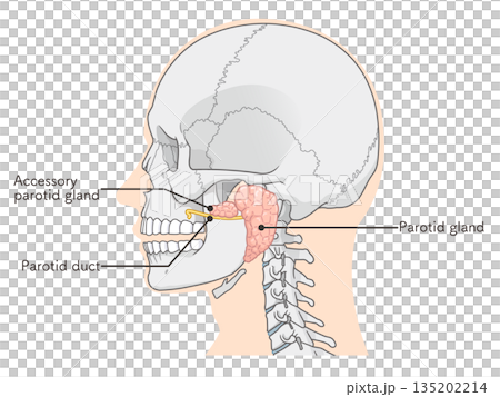 耳下腺のイラストparotid gland illustration 135202214