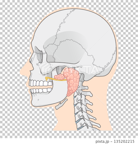 耳下腺のイラストparotid gland illustration 135202215