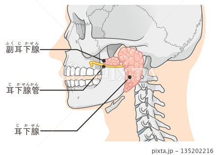 耳下腺のイラストparotid gland illustration 耳下腺のイラストparotid gland illustration 135202216