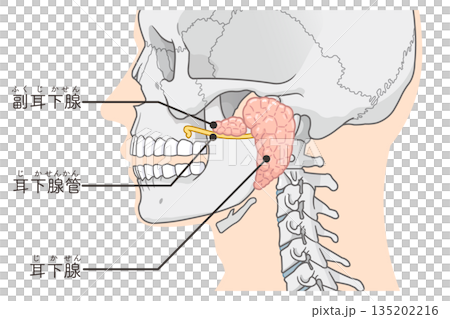 Parotid gland illustration 135202216