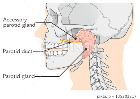 耳下腺のイラストparotid gland illustration 135202217