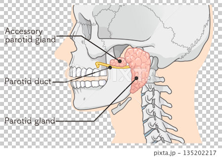 耳下腺のイラストparotid gland illustration 135202217