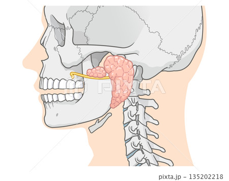 耳下腺のイラストparotid gland illustration 耳下腺のイラストparotid gland illustration 135202218