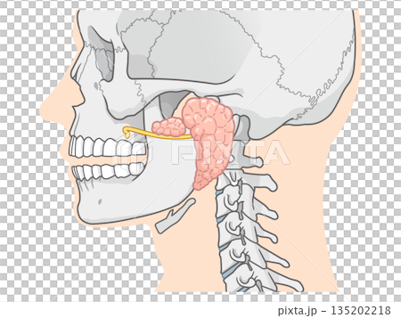 Parotid gland illustration Parotid gland illustration 135202218