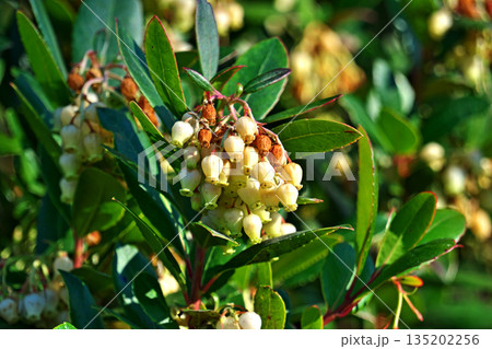 イチゴノキの花（冬、一月） 135202256