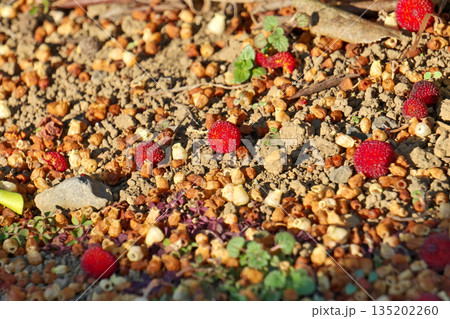 地面に落下したイチゴノキの実（冬、一月） 135202260