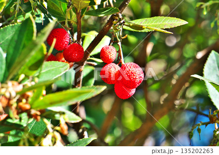 赤いイチゴノキの実（冬、一月） 135202263