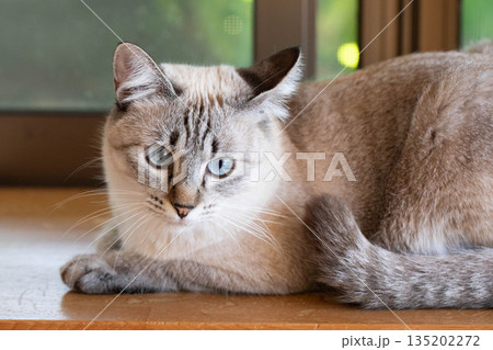 見つめる猫 135202272