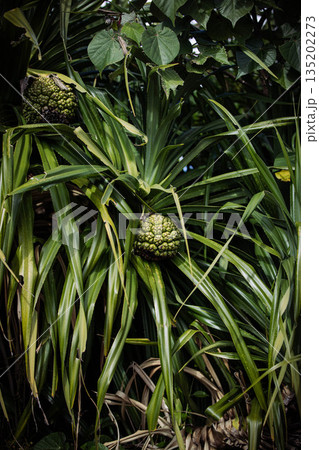 アダンの実 135202273